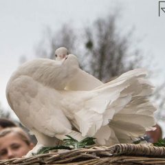 Verschönern Sie Ihren Hochzeitstag durch das steigen lassen von Hochzeitstauben in Dresden und Umgebung